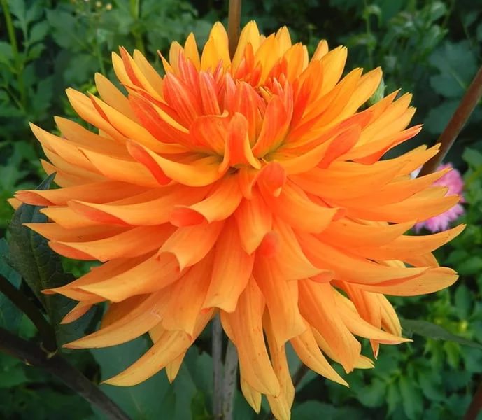 Сбор Луковичных всего 2 ДНЯ!!! Торопись!!! Сбор Луковичных всего 2 ДНЯ!!! Торопись!!!