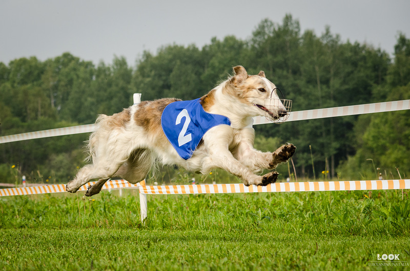 СКОРО В ПРОДАЖЕ! НОВИНКА! БИСКО Баранина! СКОРО В ПРОДАЖЕ! НОВИНКА! БИСКО Баранина!