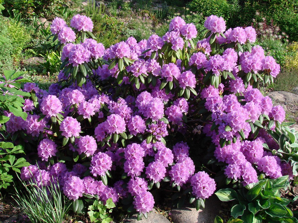 Сбор заказов. Окунитесь в феерию всех красок лета! Невероятные коллекции рододендронов, гортензий, чубушников и сирени! Единственный сбор в году! Пропустите - будете кусать локти! Сбор заказов. Окунитесь в феерию всех красок лета! Невероятные коллекции рододендронов, гортензий, чубушников и сирени! Единственный сбор в году! Пропустите - будете кусать локти!