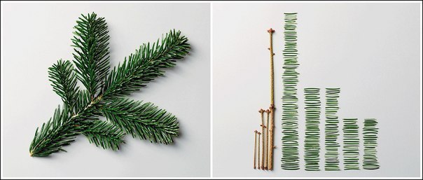 Лечебная хвоя Лечебная хвоя