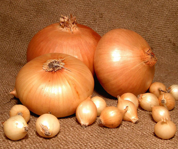 Раздача заказов 28.03.Лук-севок.Выкуп 1. Раздача заказов 28.03.Лук-севок.Выкуп 1.