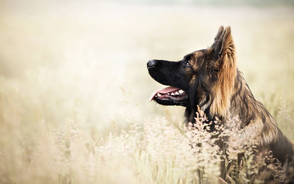 ПРЕДЗАКАЗ НА КОРМ BISKO Lamb / БИСКО Баранина ПРЕДЗАКАЗ НА КОРМ BISKO Lamb / БИСКО Баранина