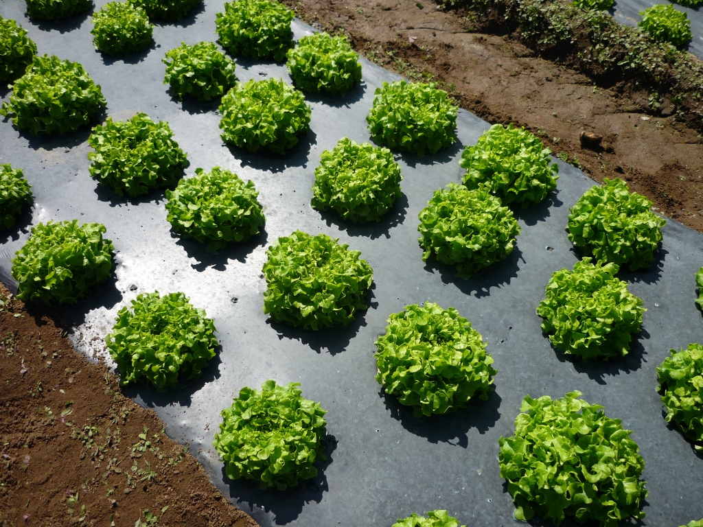 Сбор до 11.04. Лента ПВХ 600мкм для строительства, садовых дорожек, межгрядий, отличная мульча , защита от сорняков. Сбор до 11.04. Лента ПВХ 600мкм для строительства, садовых дорожек, межгрядий, отличная мульча , защита от сорняков.