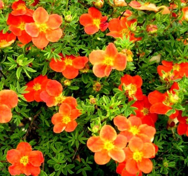 Сбор заказов.Декоративные растения. Хвойники, кустарники, многолетники, плодовые!! Цены просто замечательные! Выкуп 6. Сбор заказов.Декоративные растения. Хвойники, кустарники, многолетники, плодовые!! Цены просто замечательные! Выкуп 6.