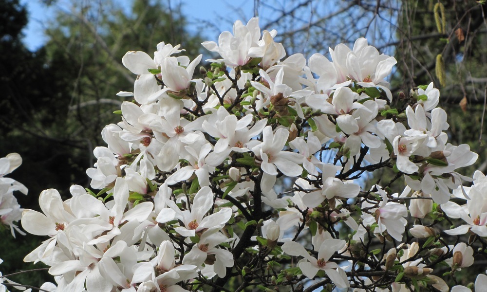 Сбор заказов. Красота в деталях! Будоражащая сердце и взор коллекция хвойников и декоративных кустарников! Сбор заказов. Красота в деталях! Будоражащая сердце и взор коллекция хвойников и декоративных кустарников!