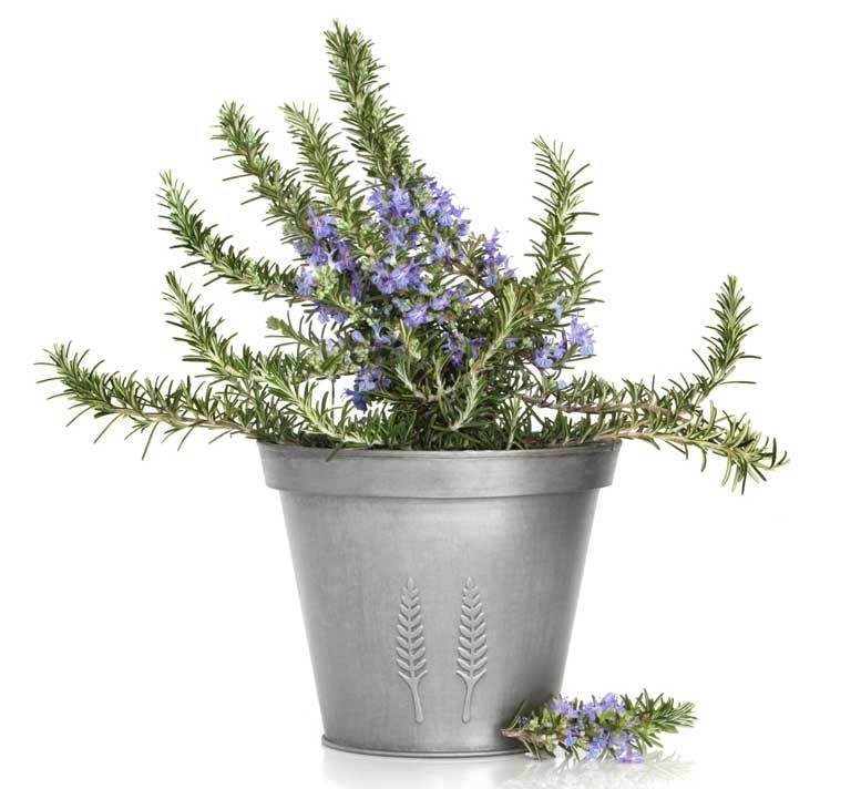 Натуральный спрей от клещей Натуральный спрей от клещей