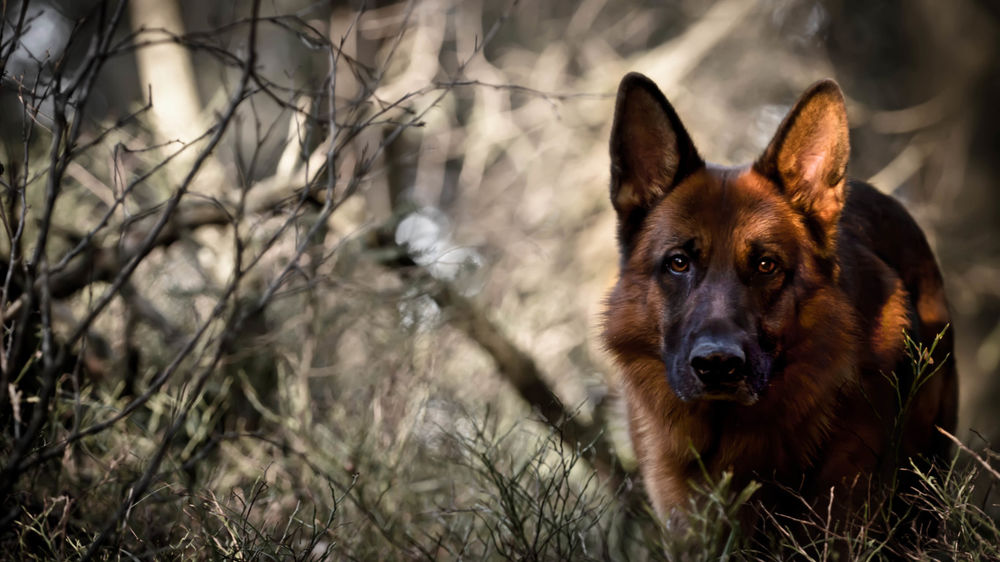 В НАЛИЧИИ BISKO Super Premium Lamb 6 кг В НАЛИЧИИ BISKO Super Premium Lamb 6 кг