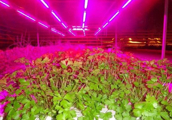 Сбор заказов. Лампы и светильники био для растений, удобрения Агрикола, и всякие нужности для дома и сада3 Сбор заказов. Лампы и светильники био для растений, удобрения Агрикола, и всякие нужности для дома и сада3