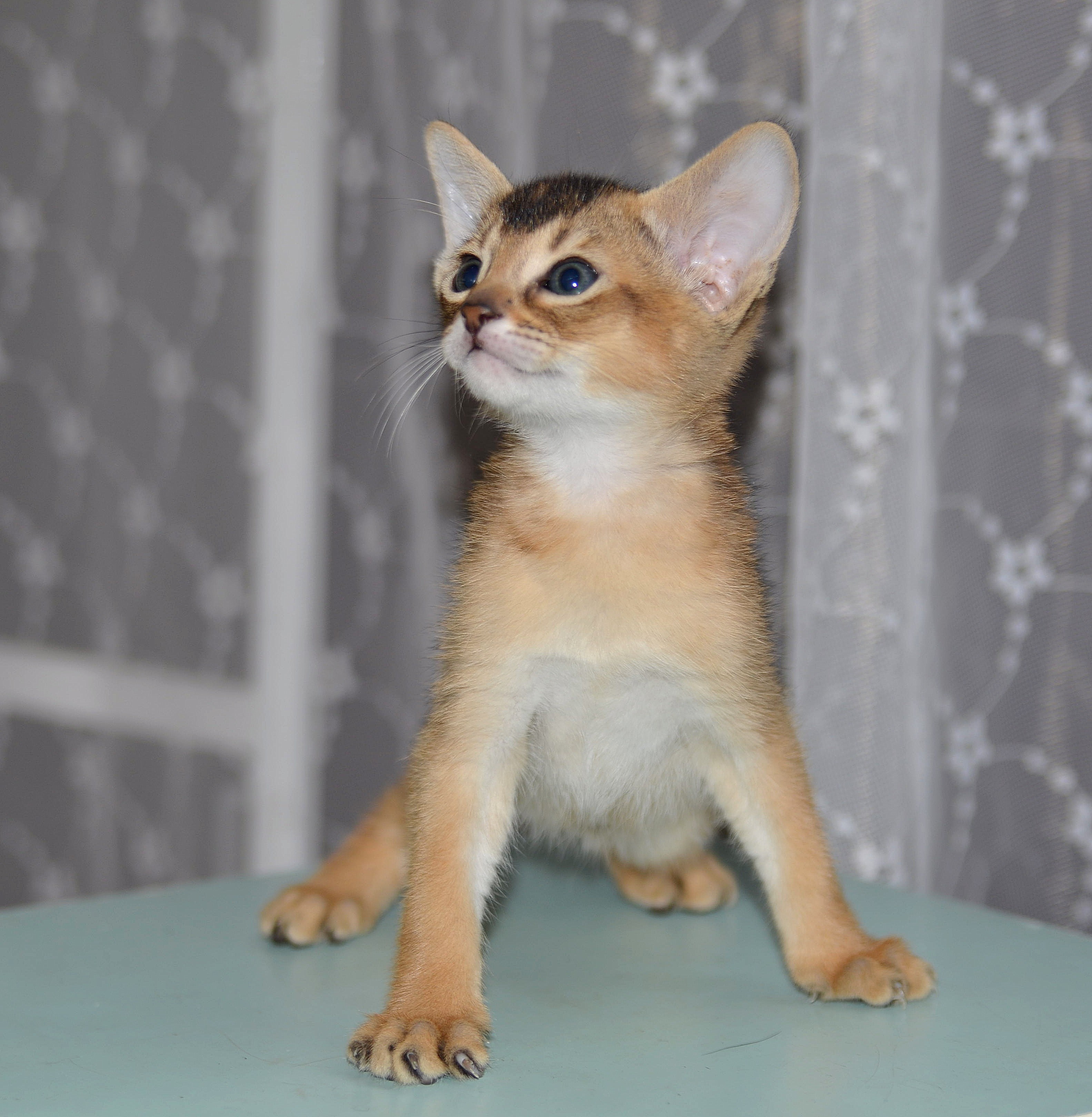 абиссинские котята абиссинские котята