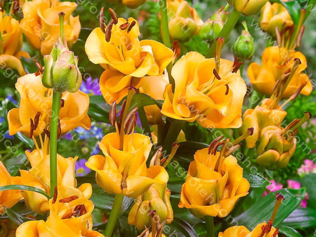 Экспресс-сбор. Луковицы лилии крупных размеров! Экспресс-сбор. Луковицы лилии крупных размеров!