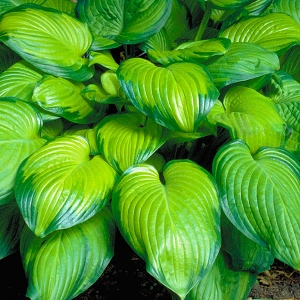 Сбор заказов до 14.05. Хвойники, кустарники, многолетники из ФХ Нижегородской области. Выкуп 2. Сбор заказов до 14.05. Хвойники, кустарники, многолетники из ФХ Нижегородской области. Выкуп 2.