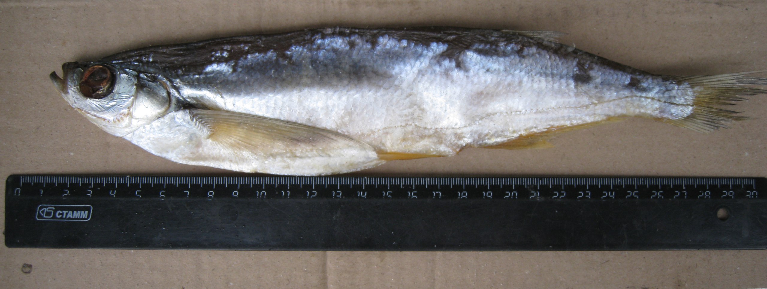 Новый сбор "Вяленая рыба-оочень вкусная! Семечки из Иваново (в НН таких нет), сухарики ведрами, снеки " Новый сбор "Вяленая рыба-оочень вкусная! Семечки из Иваново (в НН таких нет), сухарики ведрами, снеки "