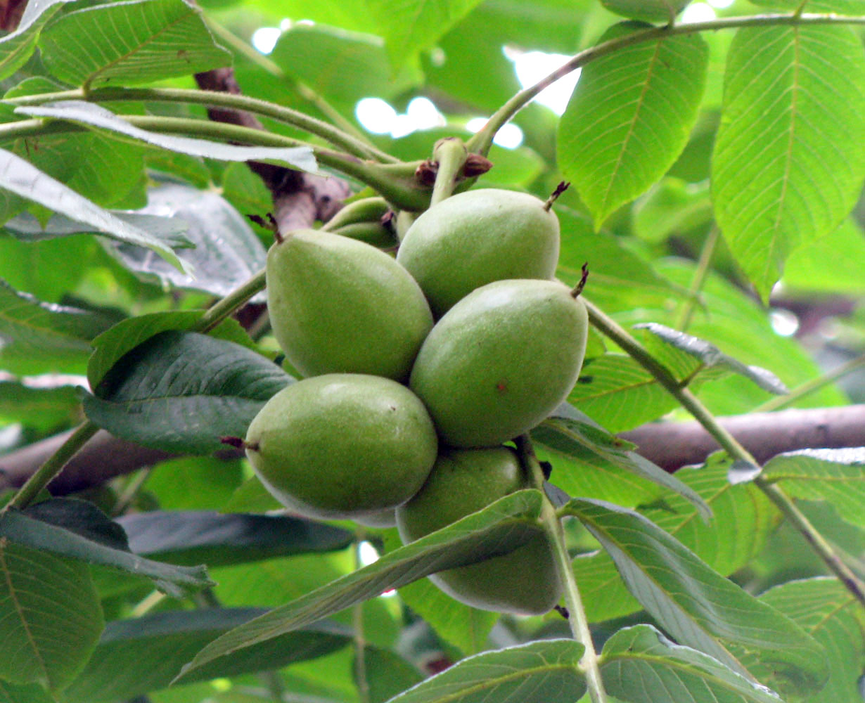 В наличии Орех манчжурский высотой 1м В наличии Орех манчжурский высотой 1м