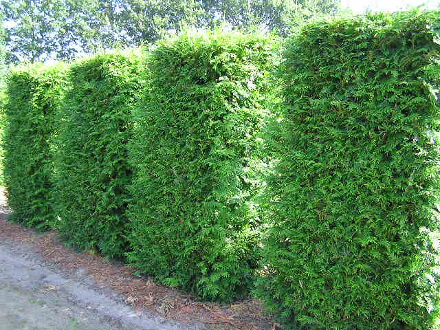 Туи для создания живой изгороди Туи для создания живой изгороди