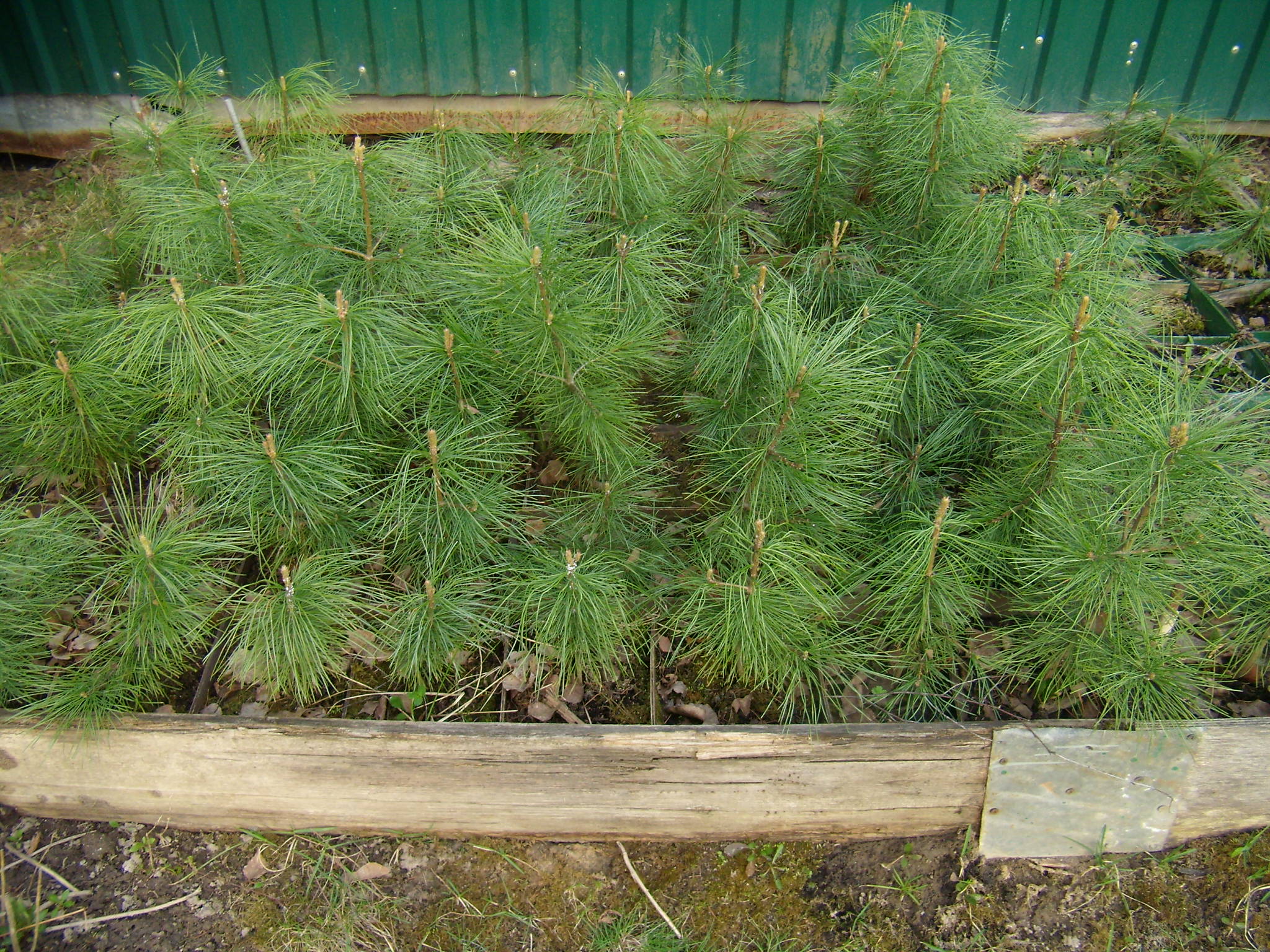 Саженцы сосны кедровой сибирской Саженцы сосны кедровой сибирской