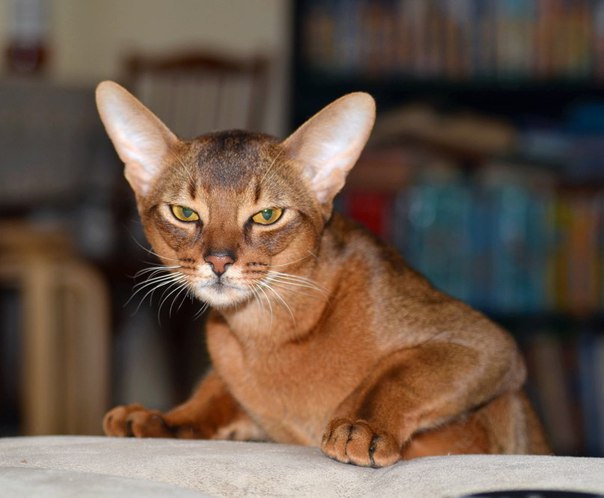 абиссинский котик предлагается для вязки абиссинский котик предлагается для вязки