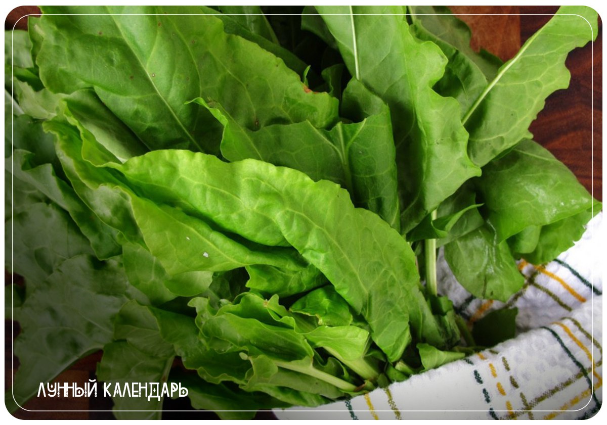 ЩАВЕЛЬ ЩАВЕЛЬ