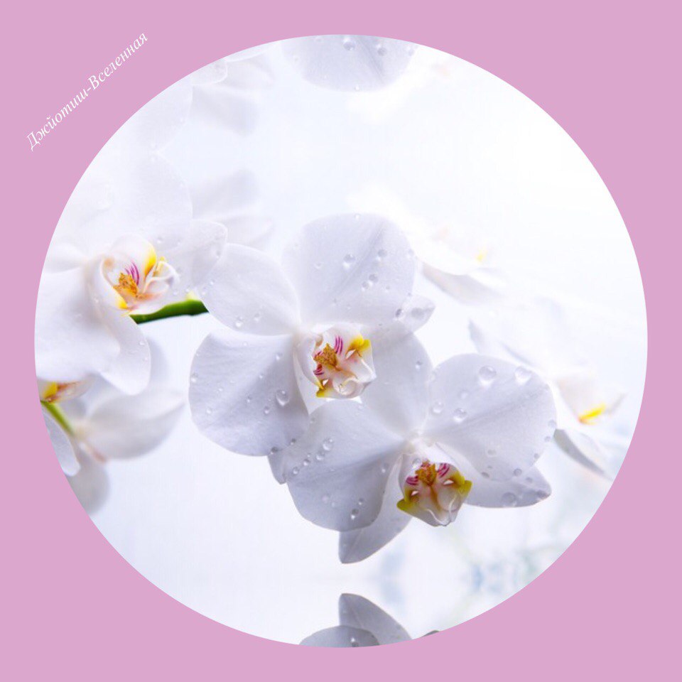 ВЕНЕРА - самое большое влияние имеет на Юго-Востоке ВЕНЕРА - самое большое влияние имеет на Юго-Востоке