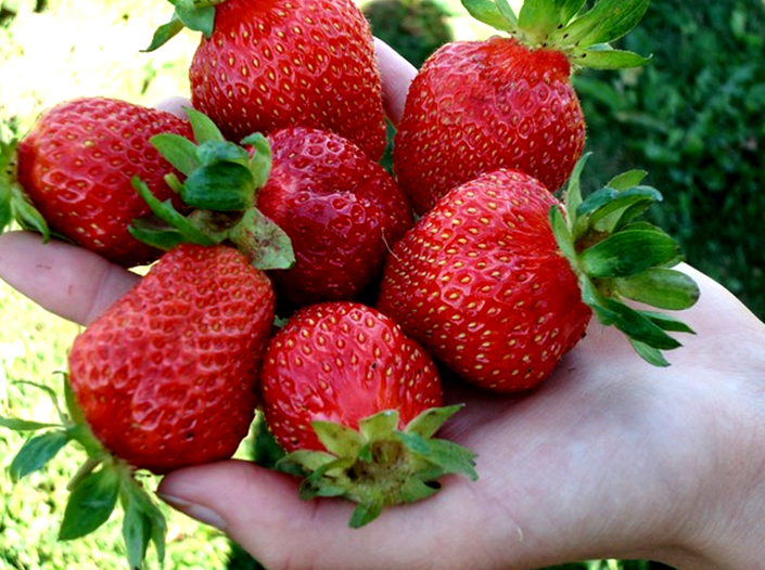 Клубника сорта ЛОРД Клубника сорта ЛОРД