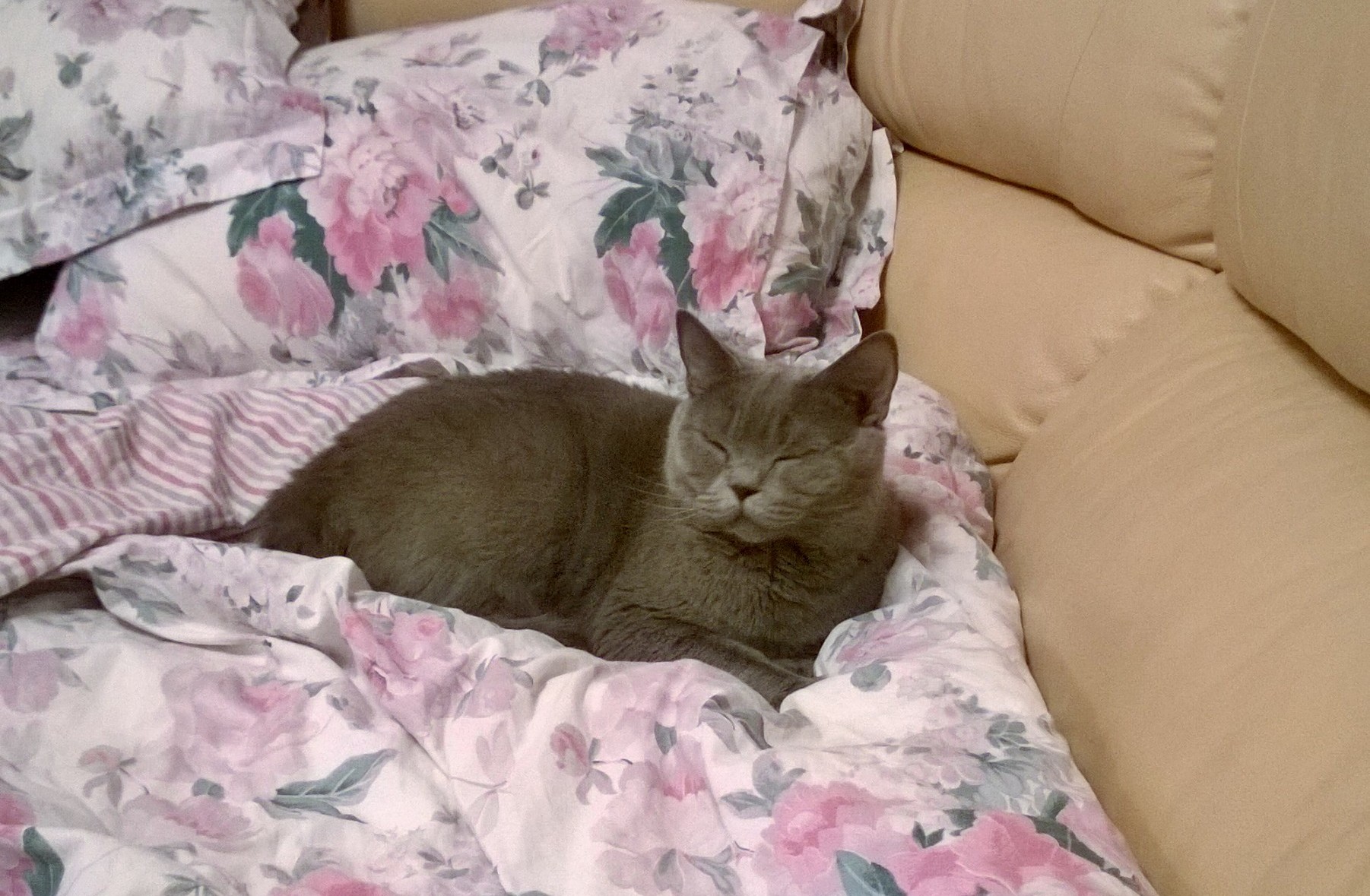 Кошка не человек... Кошка не человек...