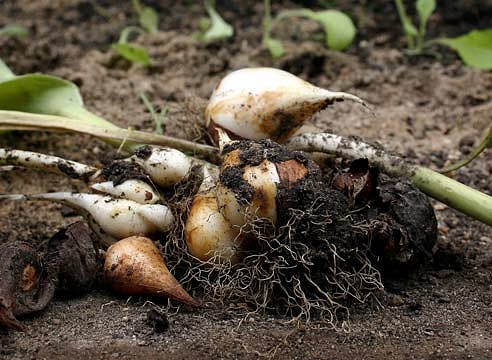 ИЮНЬ: СРОЧНО ВЫКАПЫВАЕМ ЛУКОВИЦЫ ТЮЛЬПАНОВ! ИЮНЬ: СРОЧНО ВЫКАПЫВАЕМ ЛУКОВИЦЫ ТЮЛЬПАНОВ!