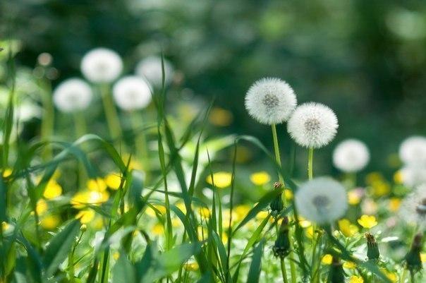 Борис Пастернак. Июль. Борис Пастернак. Июль.