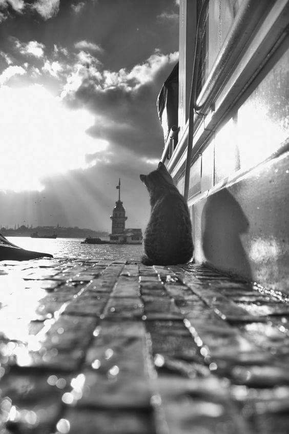 Романтический кот.. Романтический кот..