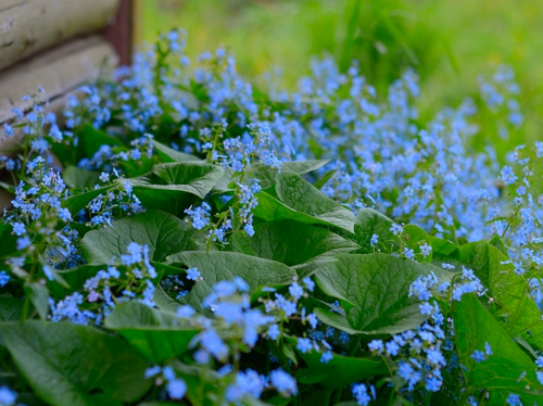 Сбор заказов. Декоративные растения с частого хозяйства Gardenia, украшение для Вашего сада. Выкуп 5 Сбор заказов. Декоративные растения с частого хозяйства Gardenia, украшение для Вашего сада. Выкуп 5