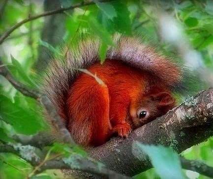 Влюблённая белочка! Влюблённая белочка!