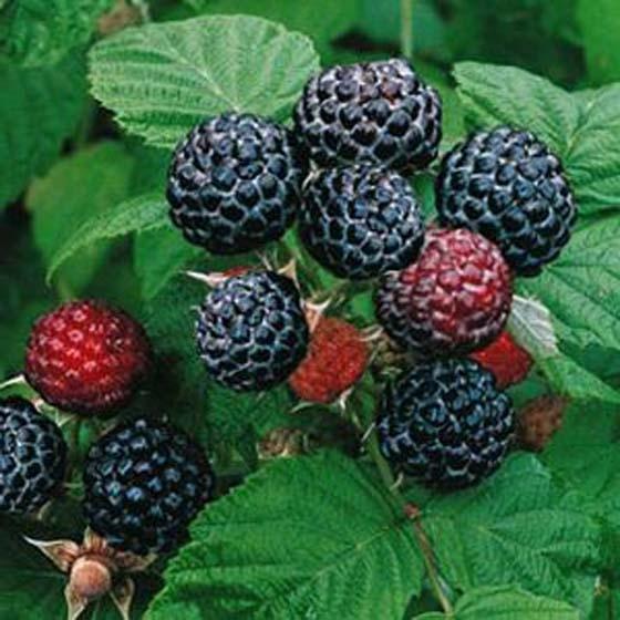 Сбор заказов. Кто за ягодами?! Саженцы малины, ежевики, голубики, клюквы, лимонника, йошты, актинидии, жимолости, гумми и многое другое! Повторяем вкусный сбор! Выкуп 4. Сбор заказов. Кто за ягодами?! Саженцы малины, ежевики, голубики, клюквы, лимонника, йошты, актинидии, жимолости, гумми и многое другое! Повторяем вкусный сбор! Выкуп 4.