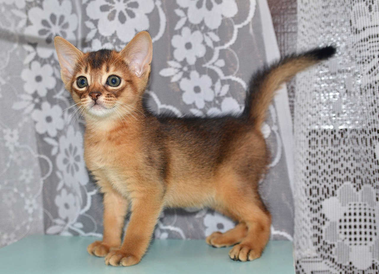 абиссинский котик продаетсся абиссинский котик продаетсся