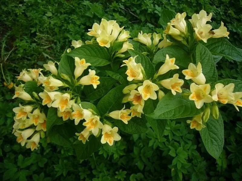 Сбор заказов. Никаких теплиц и выгонок! Чудесные растения по более чем демократичным ценам! Декоративные кустарники,хвойники,плодовые, многолетники. Выкуп 8. Сбор заказов. Никаких теплиц и выгонок! Чудесные растения по более чем демократичным ценам! Декоративные кустарники,хвойники,плодовые, многолетники. Выкуп 8.