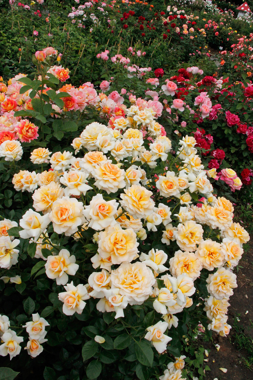 Саженцы роз из французского питомника Delbard. Предзаказ на сезон ВЕСНА-2018 Саженцы роз из французского питомника Delbard. Предзаказ на сезон ВЕСНА-2018