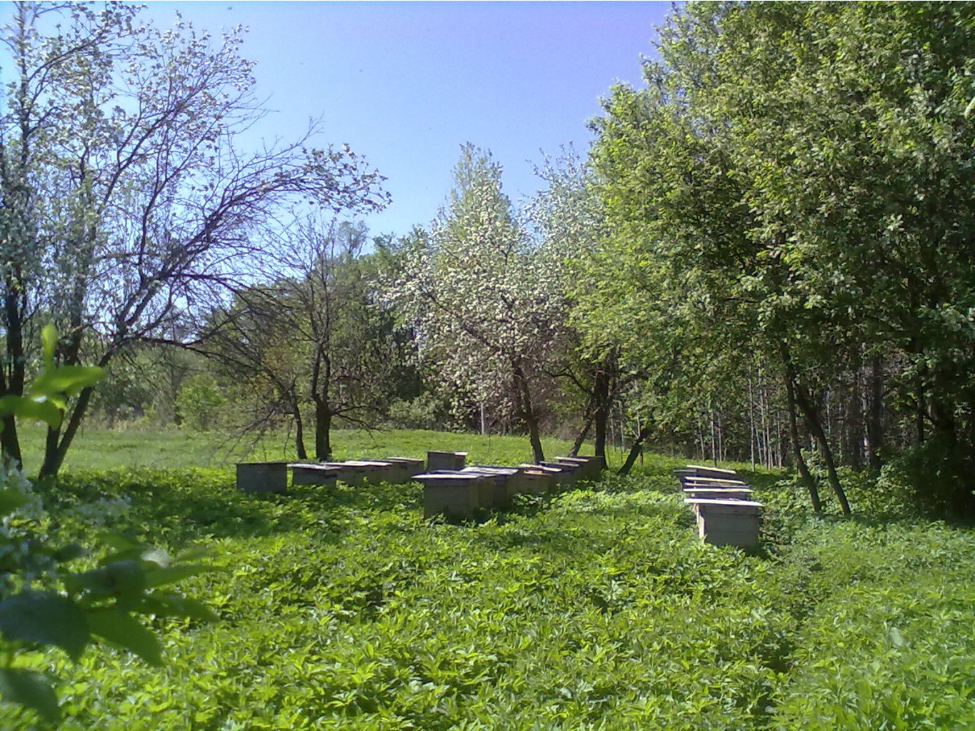 Мед со своей пасеки. Сбор-2017. Очень вкусный и ароматный. Мед со своей пасеки. Сбор-2017. Очень вкусный и ароматный.