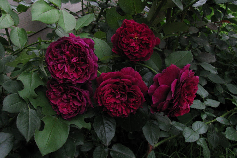 Сбор заказов. Саженцы роз. Более 100 сортов на Ваш выбор. И просто неприлично низкие цены! Выкуп 4. Доп.сбор. Сбор заказов. Саженцы роз. Более 100 сортов на Ваш выбор. И просто неприлично низкие цены! Выкуп 4. Доп.сбор.