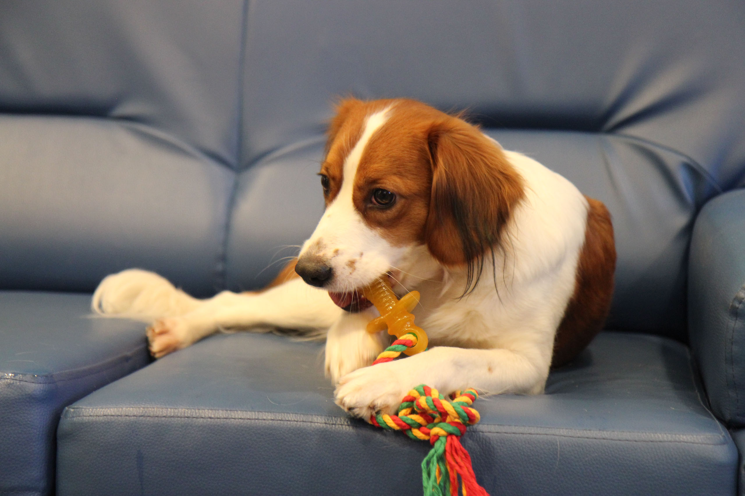 Серия закупок для владельцев собак и щенков Серия закупок для владельцев собак и щенков