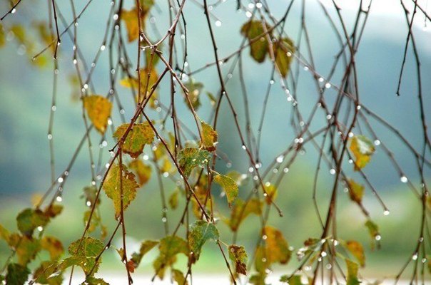 Осень Осень