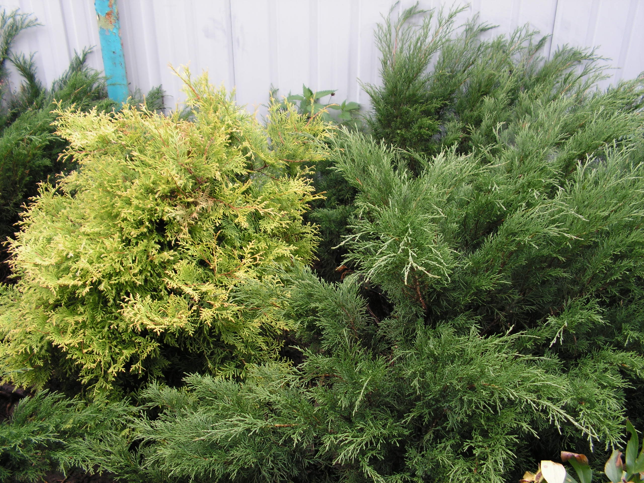 Туи для живой изгороди Туи для живой изгороди