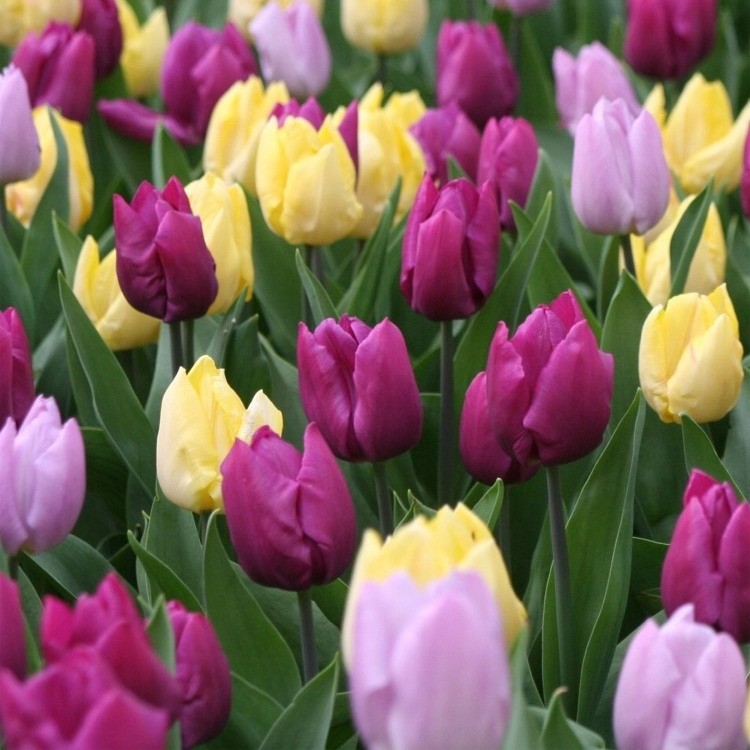 Сбор предоплаты.До 18 Сентября.Осенние луковичные 2017.Выкуп 2. Сбор предоплаты.До 18 Сентября.Осенние луковичные 2017.Выкуп 2.