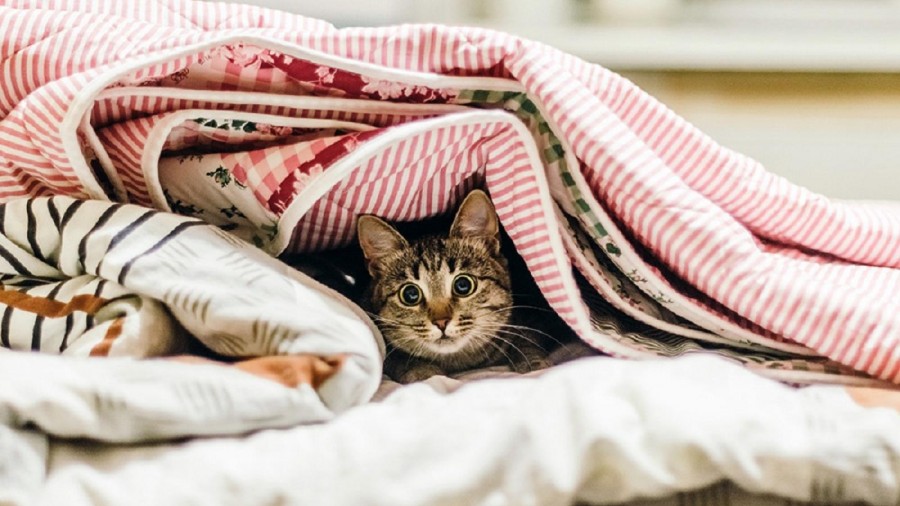 Сбор до 03.10. Одеяла и подушки для всей семьи.Верблюжья,овечья шерсть,бамбук,заменитель лебяжьего пуха, экофайбер, эвкалипт.Спеццена на Коллекцию Микрофибра Эвкалипт.Одеяла плотностью 200 и 100 гр/м2.Наборы, наматрацники.Пледы из велсофта. Выкуп38 Сбор до 03.10. Одеяла и подушки для всей семьи.Верблюжья,овечья шерсть,бамбук,заменитель лебяжьего пуха, экофайбер, эвкалипт.Спеццена на Коллекцию Микрофибра Эвкалипт.Одеяла плотностью 200 и 100 гр/м2.Наборы, наматрацники.Пледы из велсофта. Выкуп38