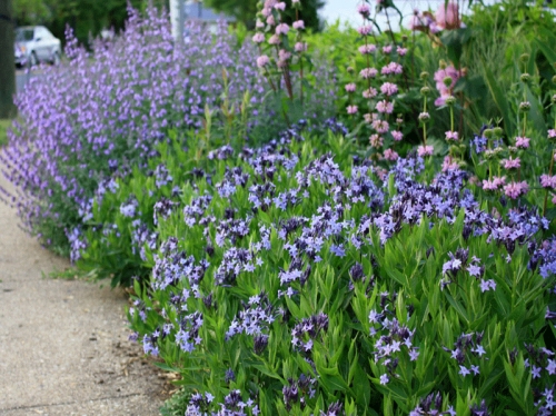 Сбор заказов. Экспресс! Декоративные растения с частого хозяйства Gardenia, украшение для Вашего сада. Выкуп 6. Сбор заказов. Экспресс! Декоративные растения с частого хозяйства Gardenia, украшение для Вашего сада. Выкуп 6.