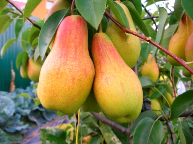 Сбор заказов. Опять давал концерт фруктовый сад. Бекары слив и персиков диезы, и груш бемоль, и яблока пиано. Сошлись, всю душу радуя единством. В саду и цвет, и звук, и аромат! Саженцы плодовых деревьев! Пред заказ 2018г. Сбор заказов. Опять давал концерт фруктовый сад. Бекары слив и персиков диезы, и груш бемоль, и яблока пиано. Сошлись, всю душу радуя единством. В саду и цвет, и звук, и аромат! Саженцы плодовых деревьев! Пред заказ 2018г.