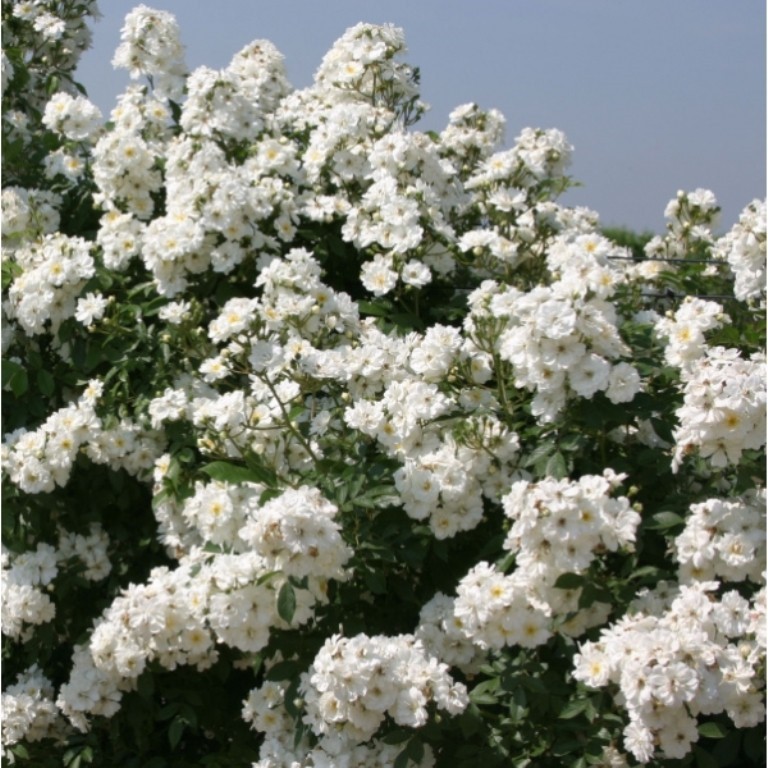 Невероятные, неповторимые розы Ленс Бельгия. Заказ на весну 2018г Невероятные, неповторимые розы Ленс Бельгия. Заказ на весну 2018г