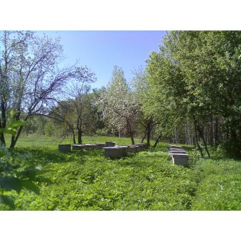 Сбор до 12 октября. Мёд с собственной пасеки-2017. Разнотравье-ГРЕЧИХА. Сбор до 12 октября. Мёд с собственной пасеки-2017. Разнотравье-ГРЕЧИХА.