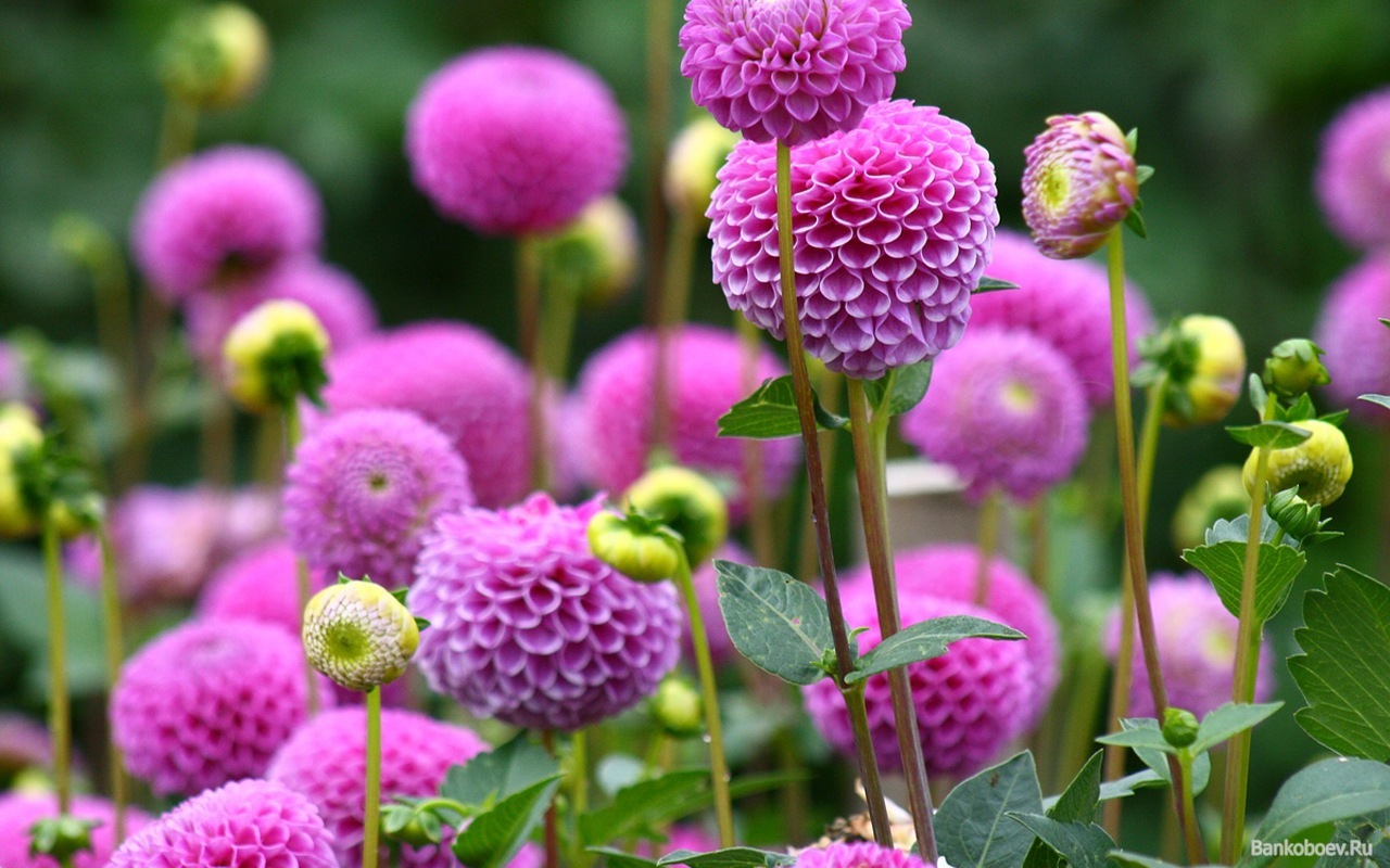 Луковичные и многолетники (корешки) Предзаказ на весну 2018г Лилии, Пионы, Георгины, Лилейники, Хосты, Клематисы, Флоксы и многое другое. Единственный сбор в году! Луковичные и многолетники (корешки) Предзаказ на весну 2018г Лилии, Пионы, Георгины, Лилейники, Хосты, Клематисы, Флоксы и многое другое. Единственный сбор в году!