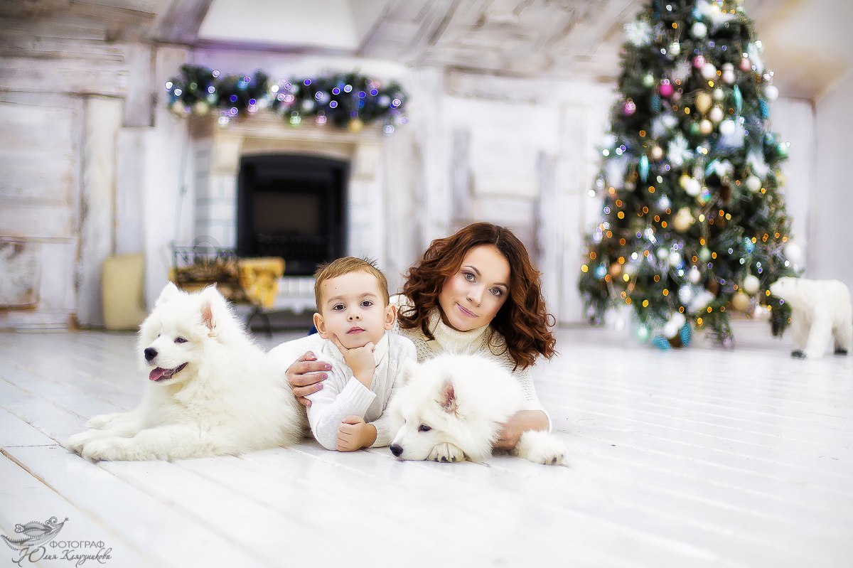 Новогодняя фотосессия с Самоедами!! Только 16 декабря! Новогодняя фотосессия с Самоедами!! Только 16 декабря!