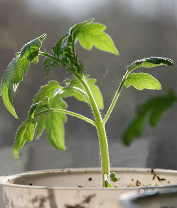 КАК ПОСАДИТЬ ПОМИДОРЫ (ТОМАТЫ) НА РАССАДУ. КАК ПОСАДИТЬ ПОМИДОРЫ (ТОМАТЫ) НА РАССАДУ.