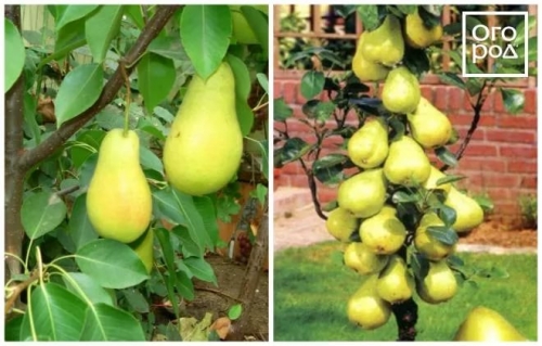 Потенциальный пристрой по плодовым деревьям и кустарникам. Потенциальный пристрой по плодовым деревьям и кустарникам.