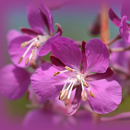 Мой пурпурный цвет, друзья, обойти никак нельзя!. Мой пурпурный цвет, друзья, обойти никак нельзя!.