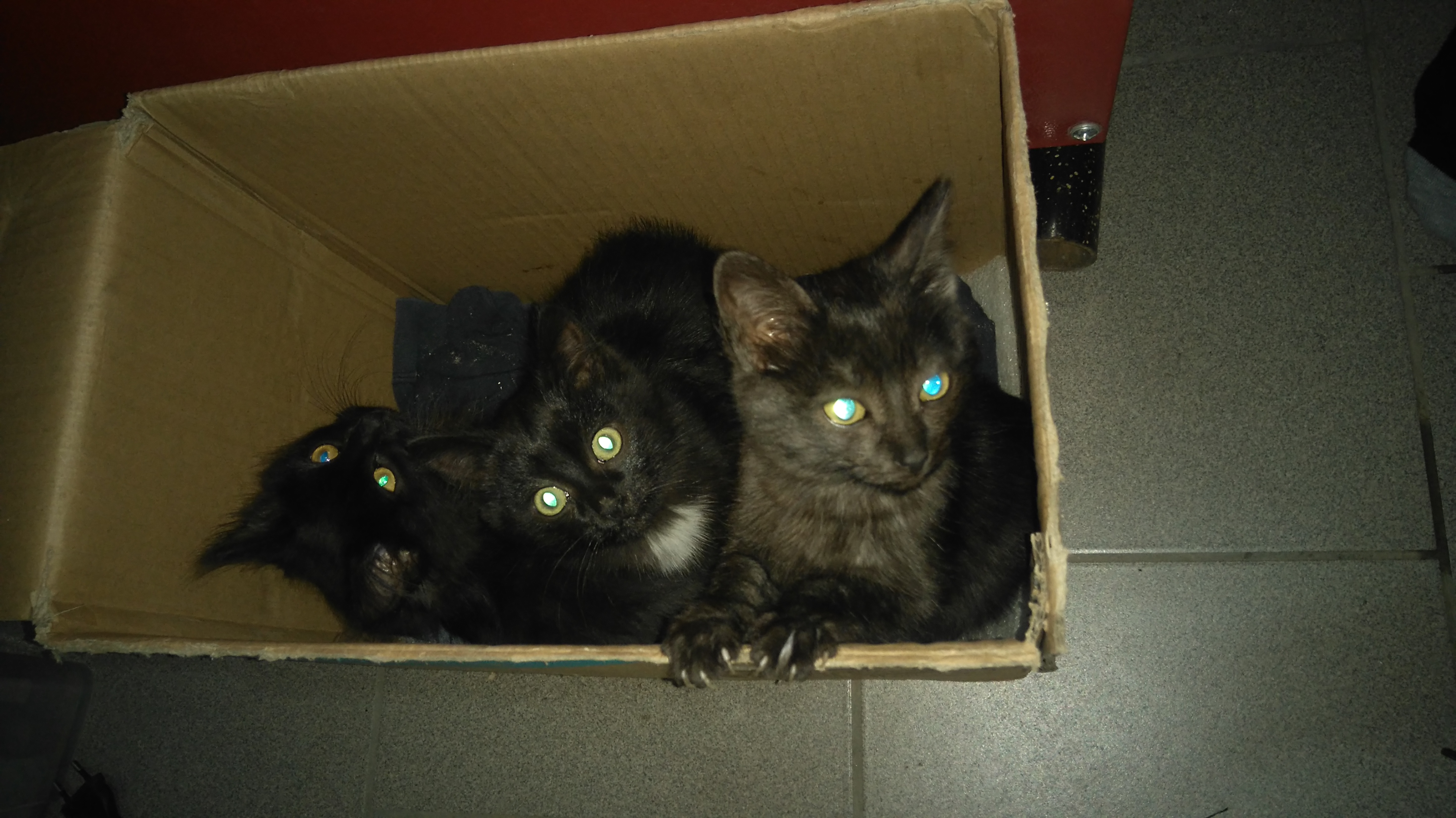 Пристраиваю красивых чёрных котяток!!! Автозавод. Пристраиваю красивых чёрных котяток!!! Автозавод.